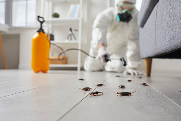 Post-Treatment Bed Bug Interceptor Monitoring in Manvel
